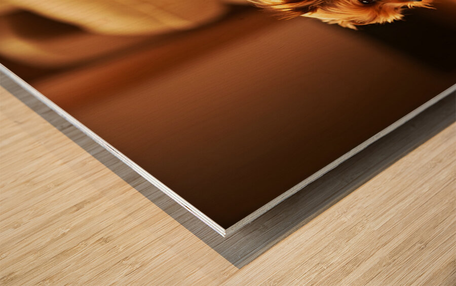 Happy Yorkshire Terrier Puppy Plays With Toy Wood print