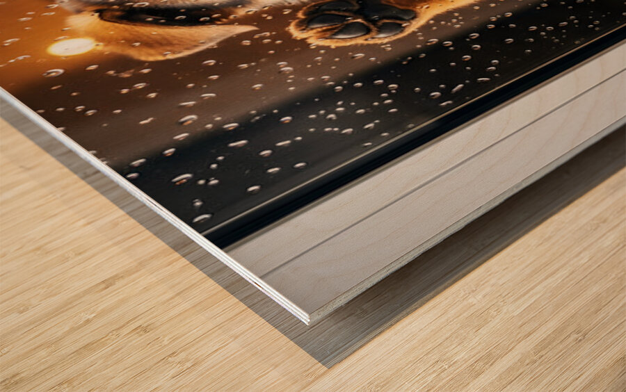 Confused German Shepherd Puppy Tilts Head At Glass Door Wood print