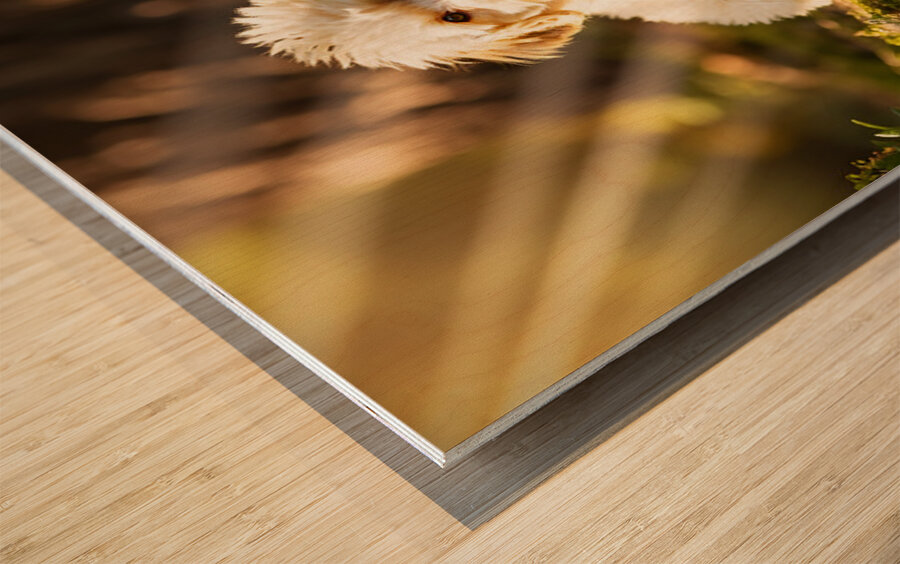 Poodle Puppy Meets New Friend In Garden Wood print