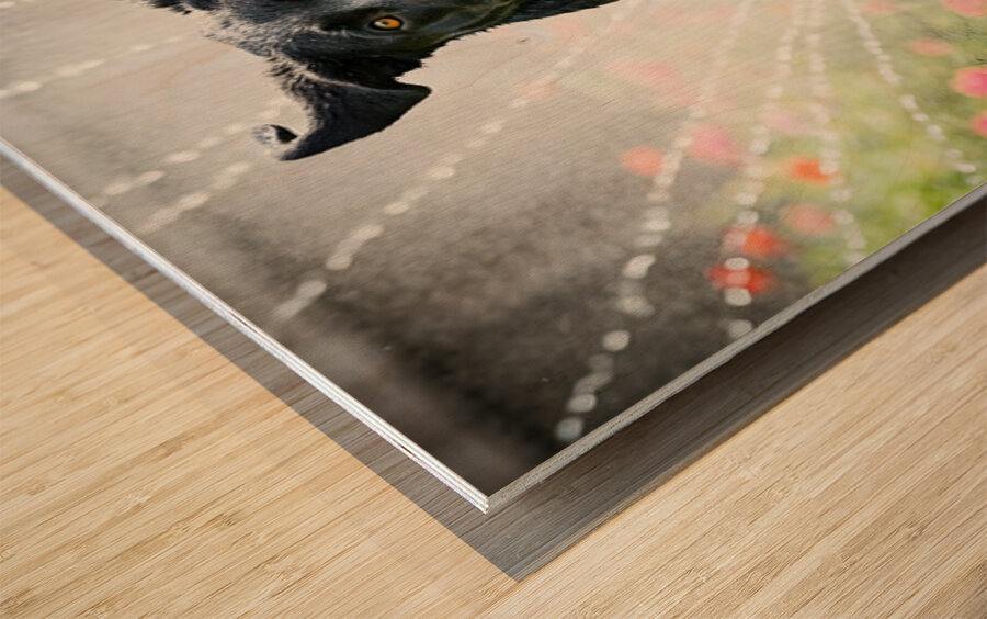 Wet German Shepherd Puppy Rests By Sprinkler Happily Wood print