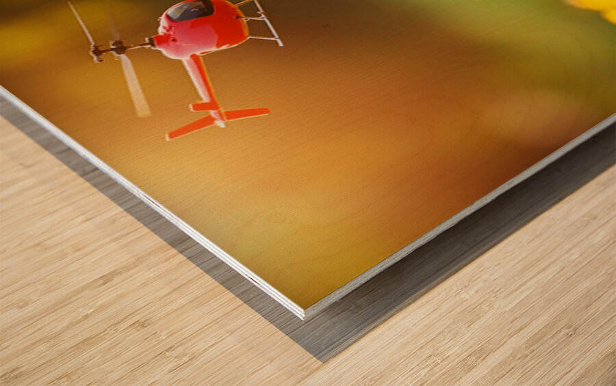 Beagle Puppy Discovers Flying Toy Wood print