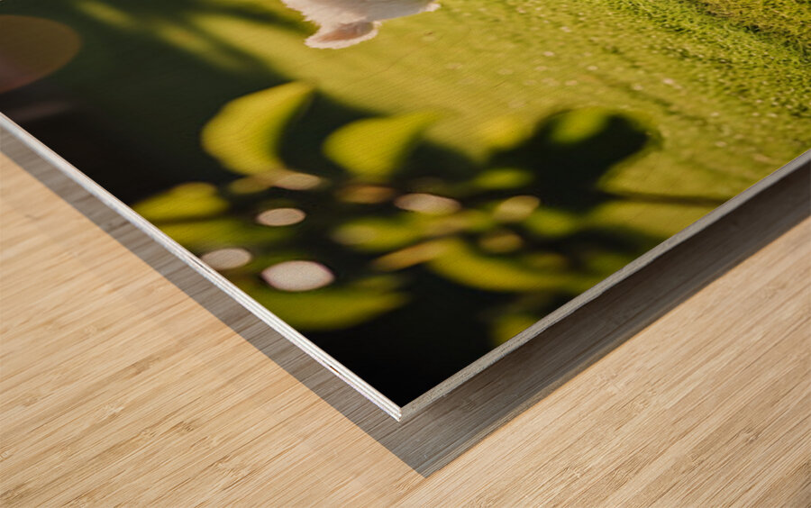 Exhausted Poodle Puppy Rests After Shadow Chase Game Wood print