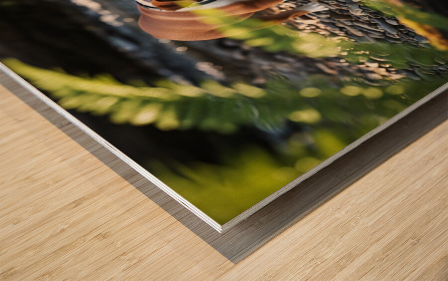 Bulldog Puppy Resting After Big Adventure Wood print