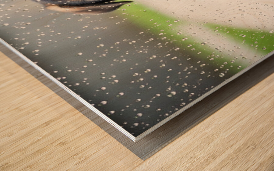 German Shepherd Puppy Discovers Raindrops On Glass Door Wood print