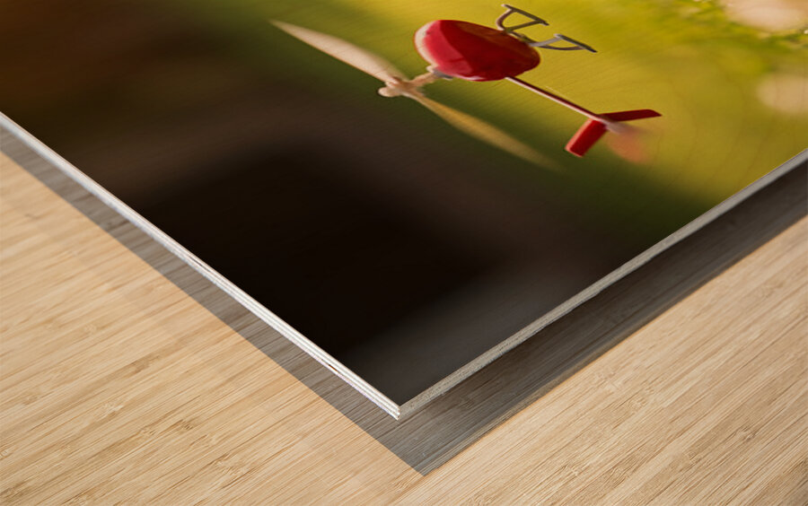 Beagle Puppy Rests After Helicopter Chase Wood print