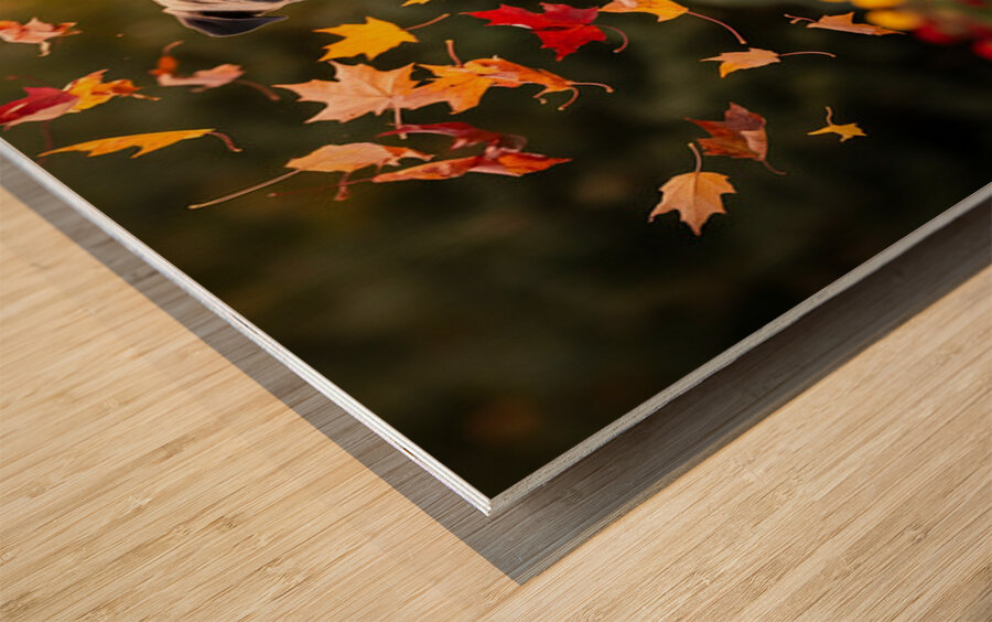 Pug Puppy Rests After Wind Play Wood print