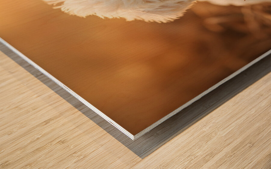 Bichon Frise Puppy Discovers Farm Haystack Adventure Wood print