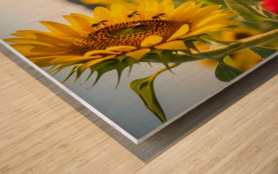 Pug Puppy Discovers Garden Bees Wood print