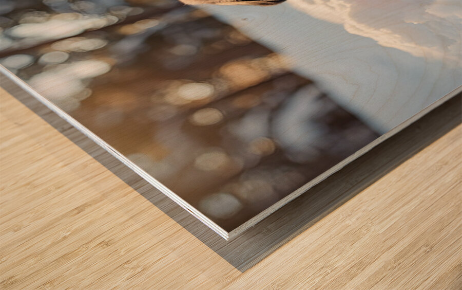 Content Pug Puppy Resting After Snow Day Adventure Wood print