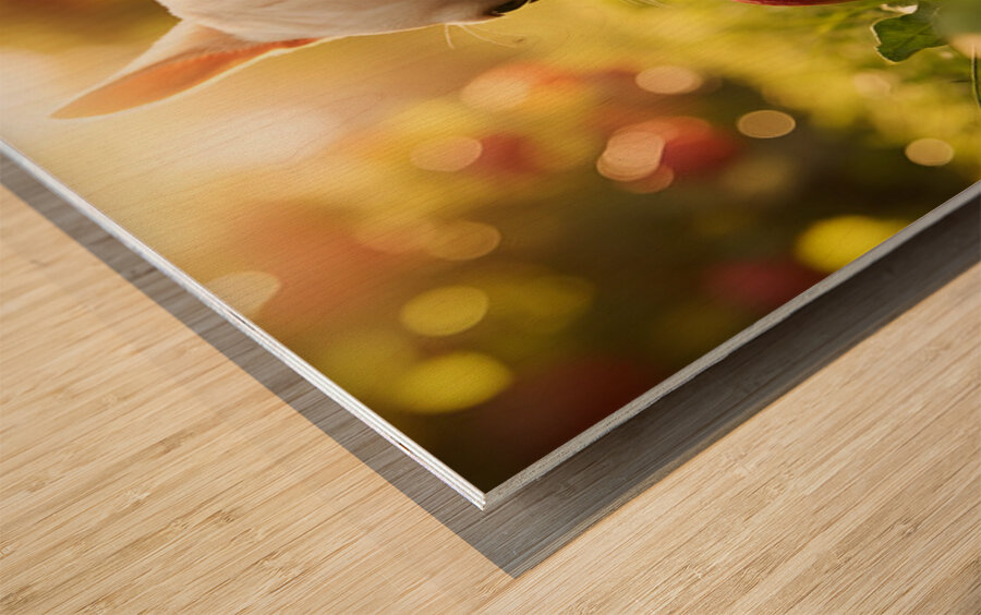 French Bulldog Puppy Discovers Apple Orchard Wood print