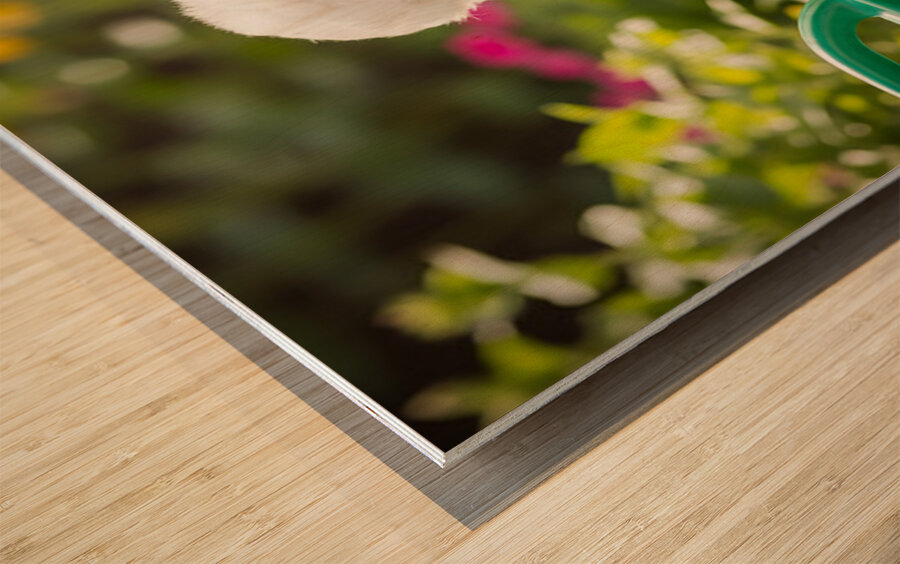 Curious Bichon Frise Puppy Discovers Garden Watering Can Wood print