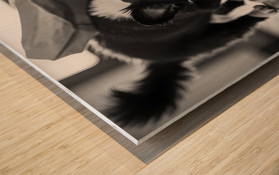 Excited Boston Terrier Puppy Emerges From Shopping Bag Discovery Wood print