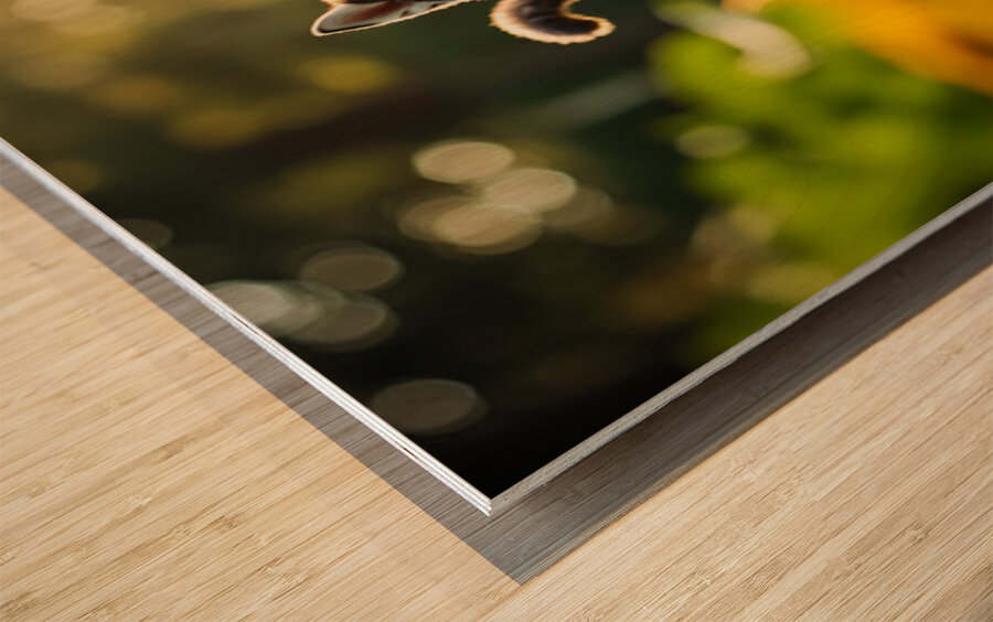 Husky Puppy Spots A Beautiful Butterfly In Garden Wood print