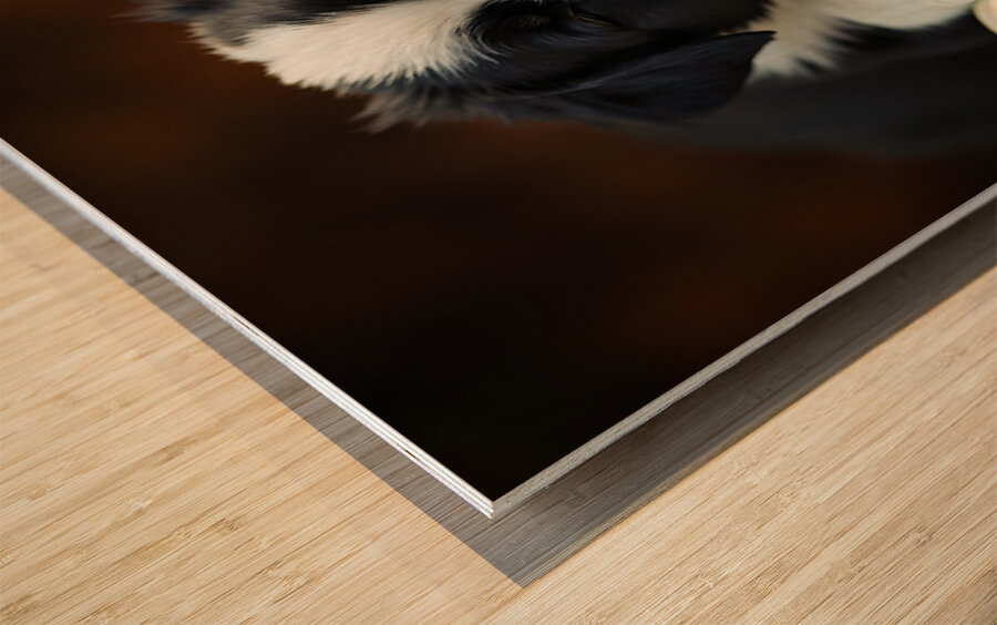 Sleepy Border Collie Puppy Naps On Open Book Wood print