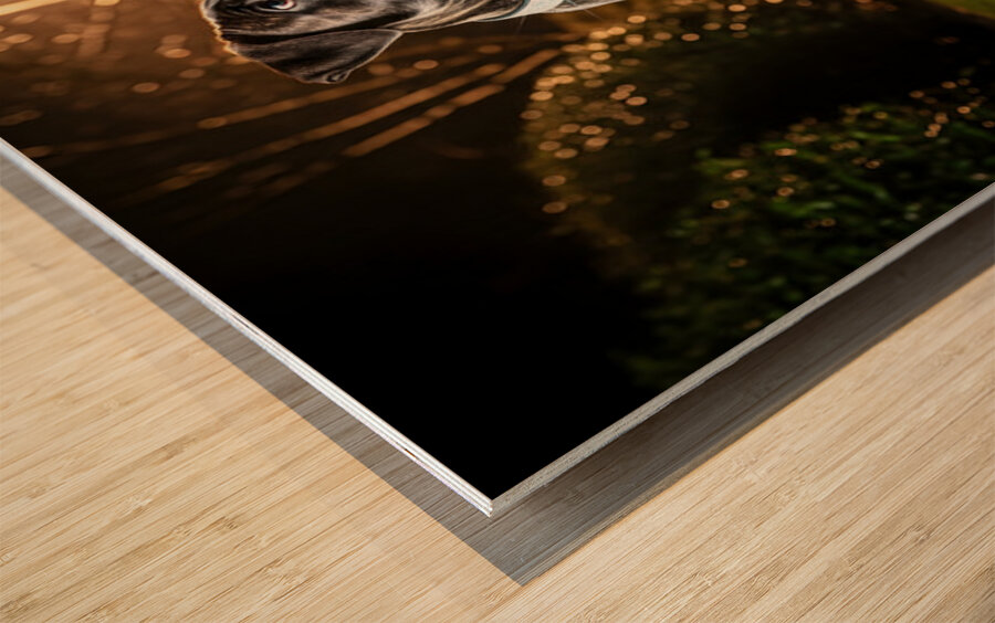 Cane Corso Puppy Returns Home After Night Out Wood print