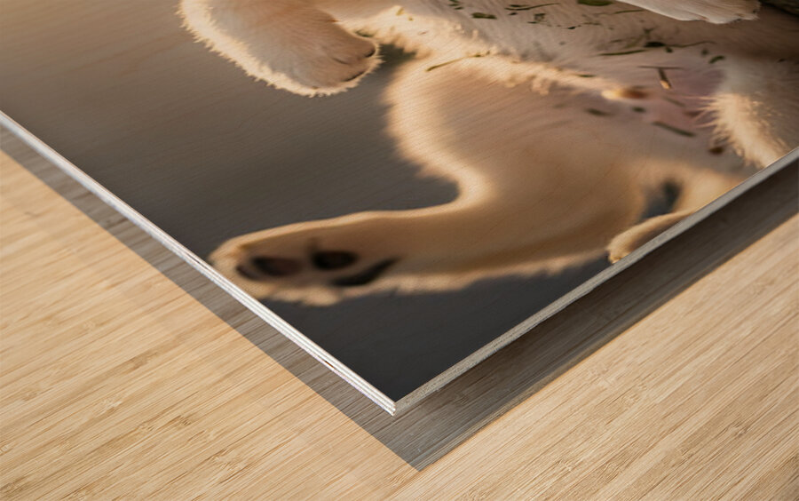 Happy Herb Covered Husky Puppy Wood print