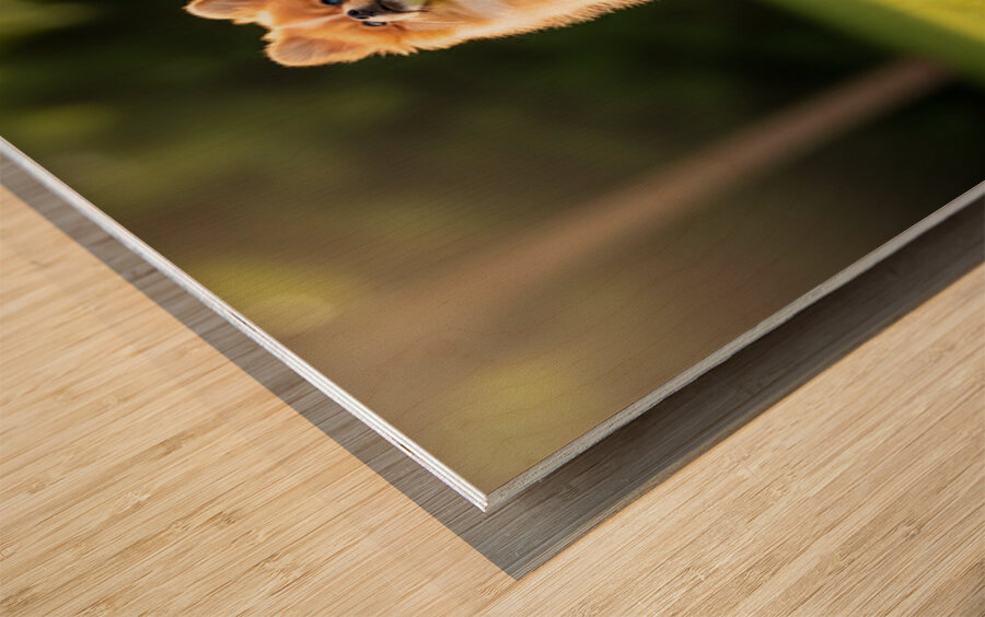 Tired Pomeranian Puppy Resting After Playful Chase Wood print