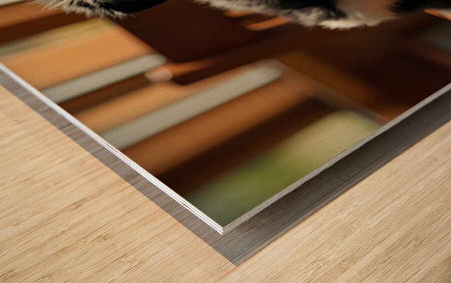 Playful Border Collie Puppy Interacts With Book Pages Wood print