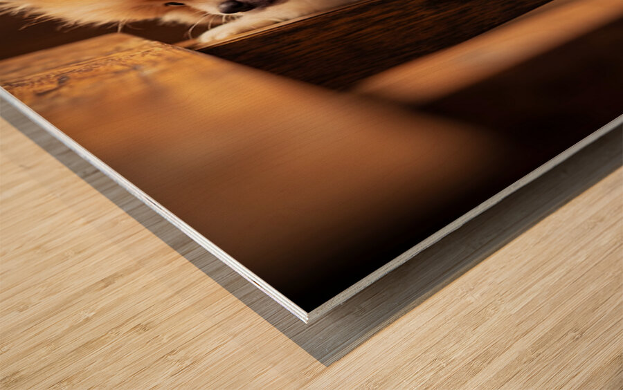 Pomeranian Puppy Watches Family Game Night Fun Wood print