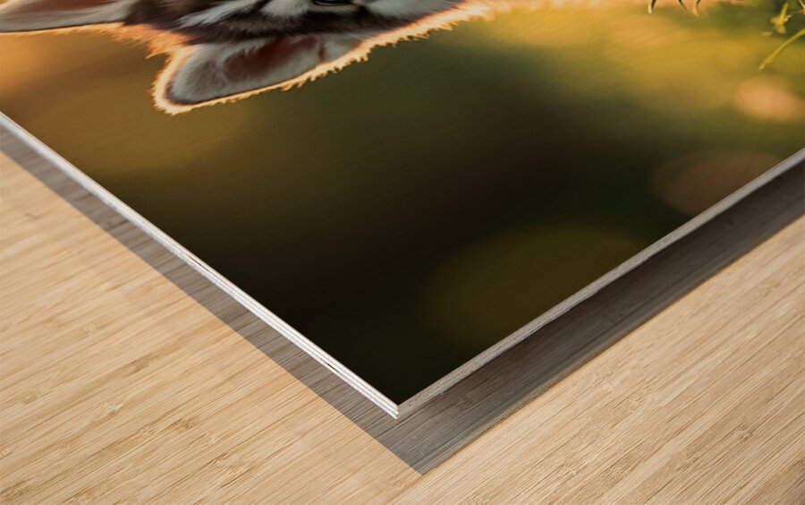 Butterfly Lands Gently On Husky Puppys Nose Wood print