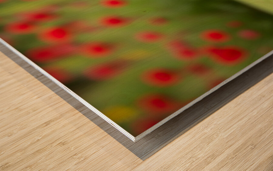 Boston Terrier Puppy And Butterfly Rest Together In Garden Wood print