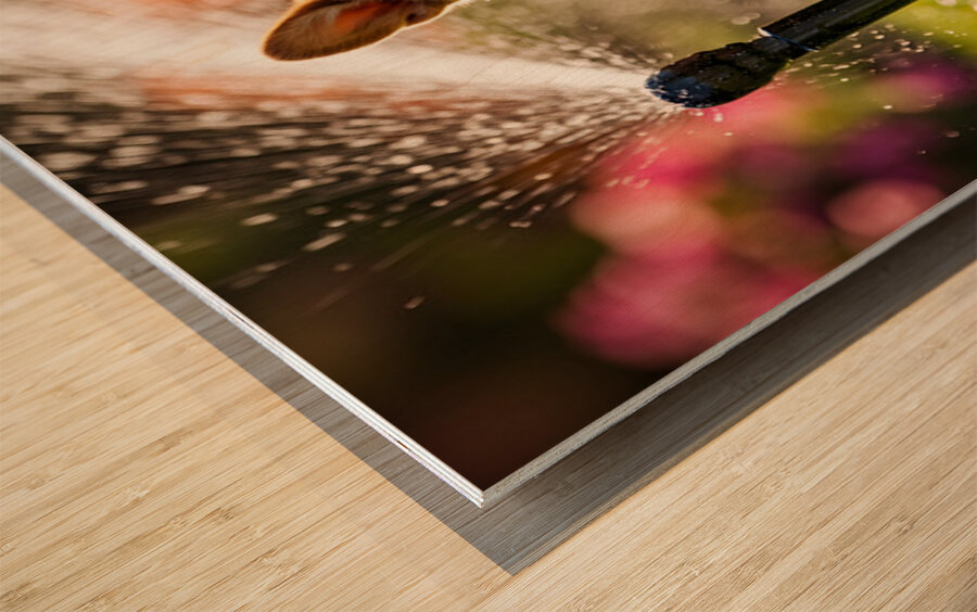 Happy Corgi Puppy Rests After Sprinkler Adventure Wood print