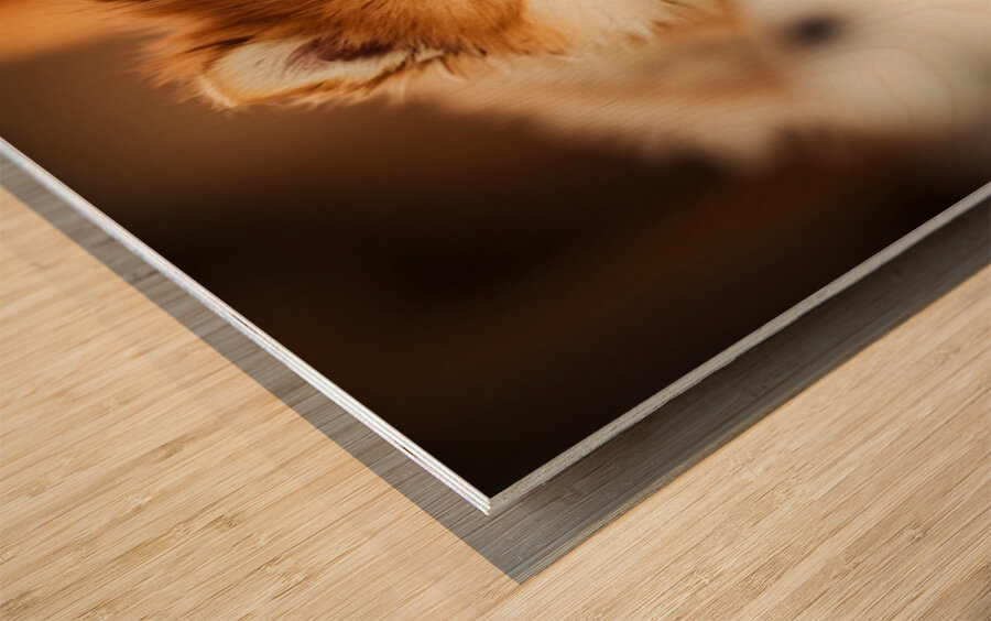 Pomeranian Puppys Cozy Morning Spot Wood print