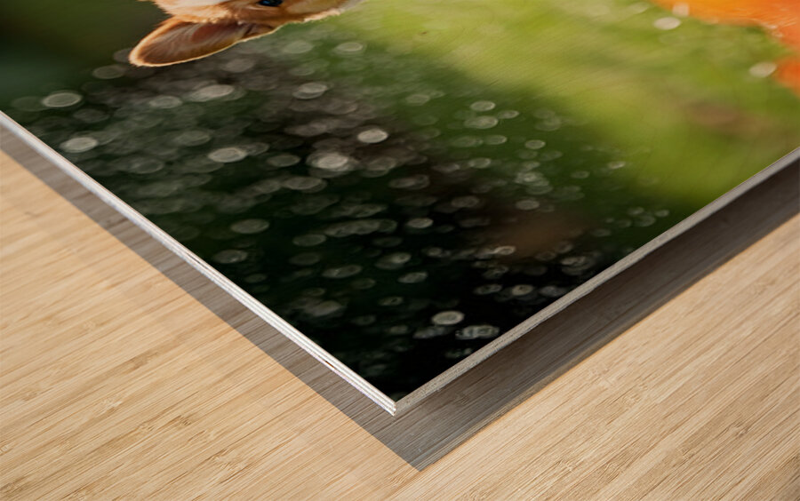 Corgi Puppy Discovers The Magical Water Fountain Wood print