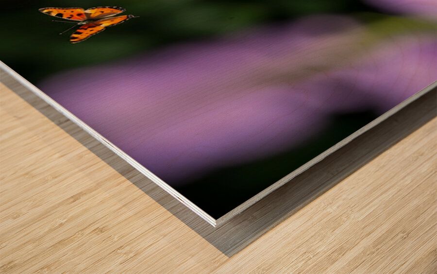 Boston Terrier Puppy Spots Butterfly In Garden Wood print