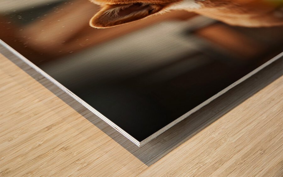 Corgi Puppy Takes Shelter From Heavy Rain Wood print