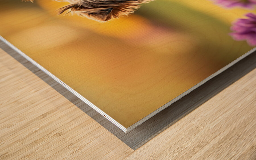 Yorkie Puppy Claims His Royal Throne Wood print