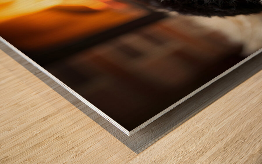 Happy Border Collie Puppy Enjoys Perfect Evening By The Fire Wood print